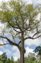 Big tree at Goa Gajah temple