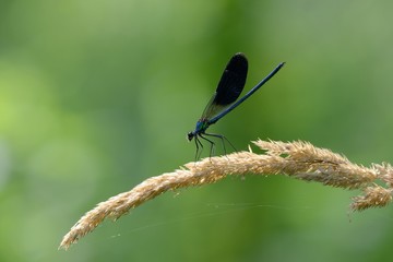 Calopteryx splendes, male