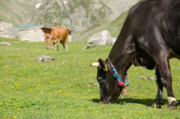 Cows at plateau