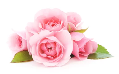 Peel and stick wall murals Roses Pink Roses