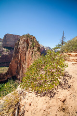 Unique mountain called Angels Landing in Zion National Park