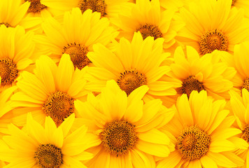 Naklejka premium Sunflowers