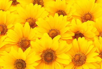 Gartenposter Sonnenblumen © Anatolii
