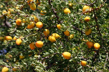 Fruits of Argan tree (Argania spinosa) on the branch  - 67863315