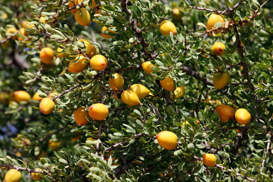 Fruits of Argan tree (Argania spinosa) on the branch 