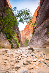 Canyon in Zion National Park, Utah, USA