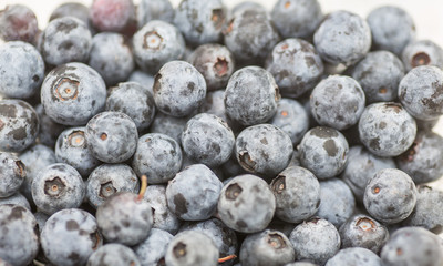Fresh Blueberries on White