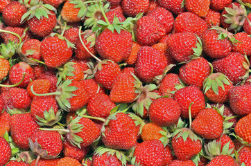 Berries of strawberry 20