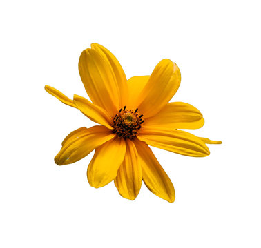 Fototapeta saturated yellow daisy