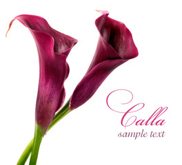 calla lilies
