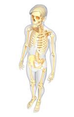 Human skeleton side view