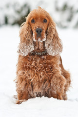 cocker spaniel dog in the snow