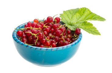 Red currant