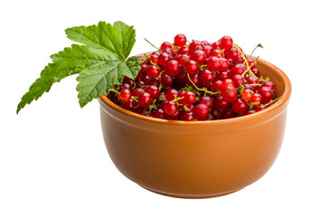 Red currant
