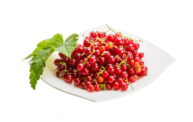 Red currant