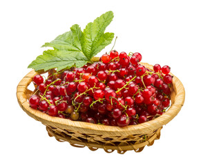 Red currant
