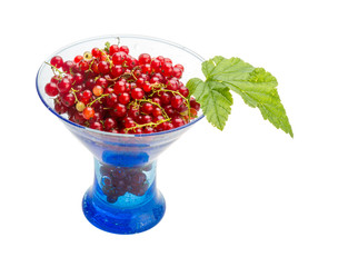 Red currant