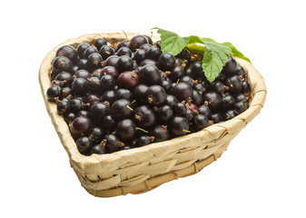 Black currant