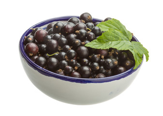 Black currant
