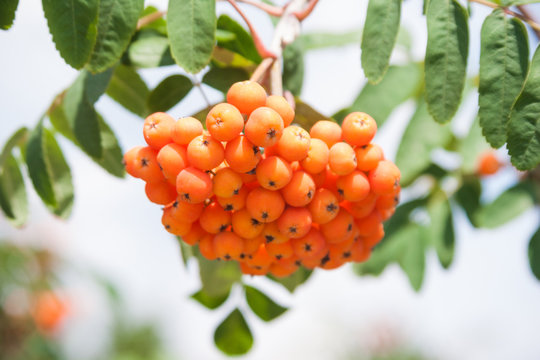 รูปภาพSorbus – เลือกดูภาพถ่ายสต็อก เวกเตอร์ และวิดีโอ12,858 | Adobe Stock