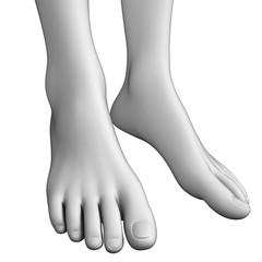Foot anatomy artwork