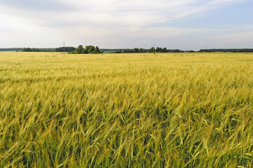 Yellow field of rye at sunset