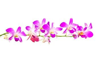 Obraz na płótnie Canvas Closeup of a purple orchid