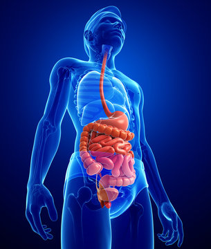 Small intestine anatomy of male