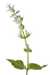 Fototapeta na wymiar Fresh Salvia sclarea