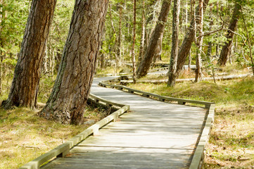 Wooden path in nature