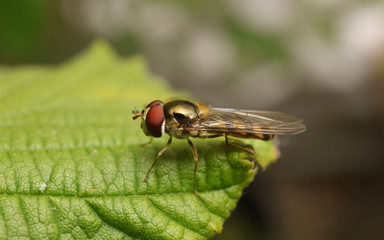 A Hoverfly on a leaf