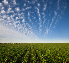 Maize field