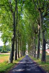 Route bordée d'arbres.