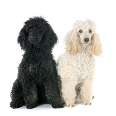 two poodles
