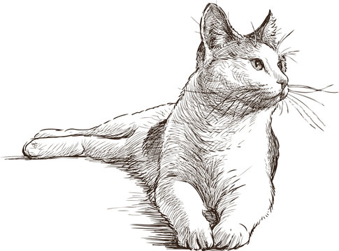 Рисунок кот сидит