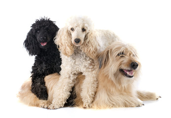 three dogs