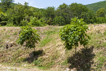 Fototapeta na wymiar Two Fig Trees and Other Vegetation