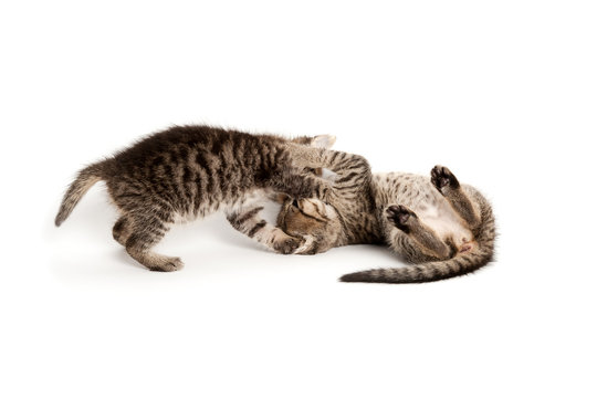 Katzenkampf
