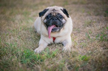 Fototapeta premium Funny Pug