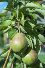 Organic pears in the garden