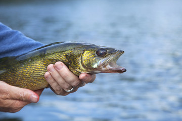 Walleye close up held by a fisherman