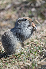 Ground squirrel