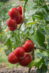 growth tomatoes