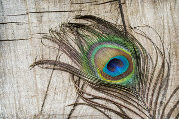 Fototapeta premium peacock feather, feather color, decoration, diversity