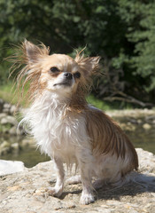 chihuahua in the river