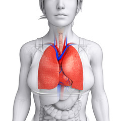 Female lungs anatomy