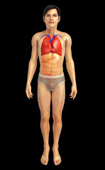 Male lungs anatomy