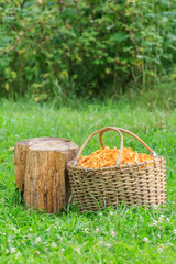 Fototapeta na wymiar Basket with chanterelles and log