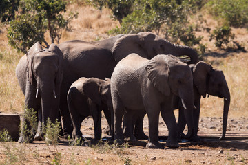 Fototapeta na wymiar A small herd of elephants drinking at a man made waterhole