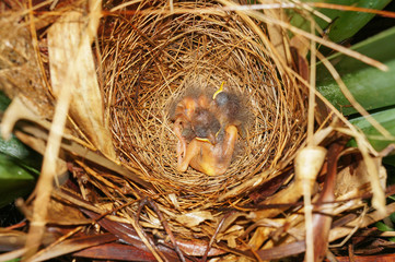 Babies birds sleeping in nest